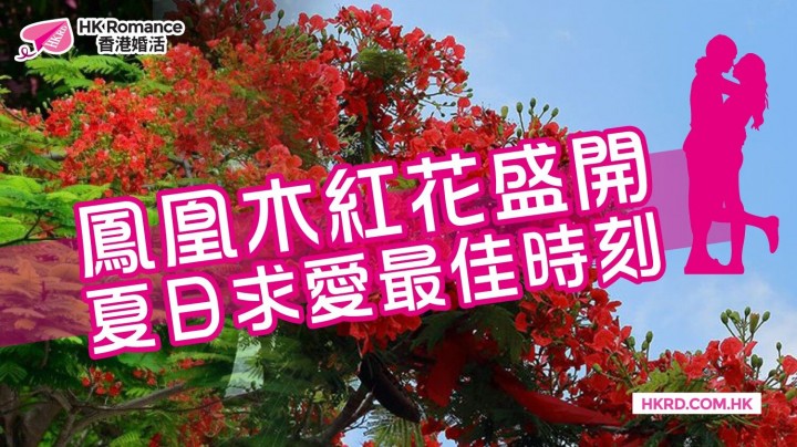 愛情分享 - 鳳凰木紅花盛開 夏日求愛最佳時刻 - HK Romance Dating | Speed Dating Hong Kong - matching 、配對 、約會 、 交友、結識異性專家